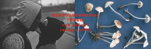 прущие грибы Каменск-Шахтинский